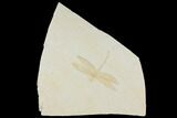 Fossil Dragonfly (Mesuropetula) - Solnhofen Limestone #132722-1